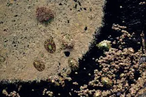 Gondwanaland