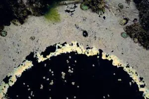 Orbiting Limpets