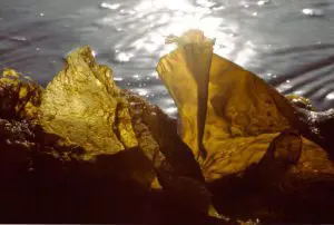 Bertra Gold