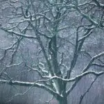 CELTIC WINTERS