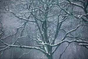 CELTIC WINTERS