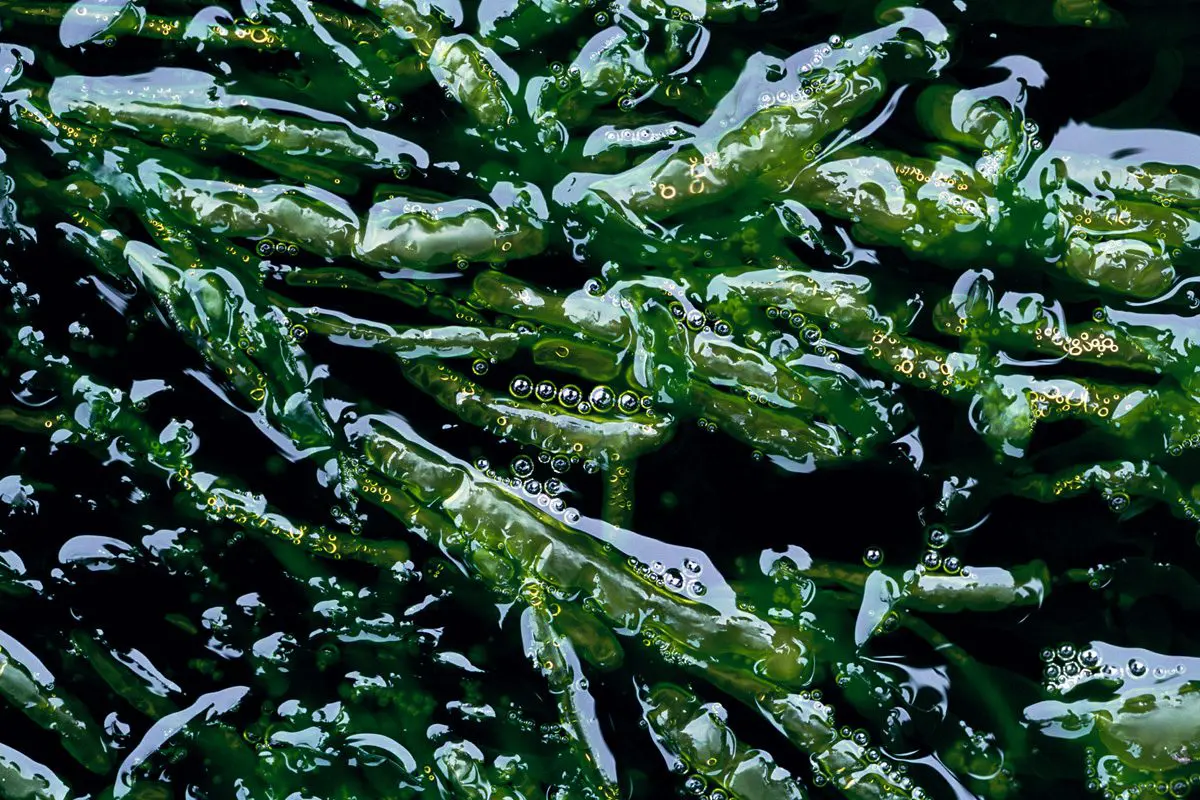 Pods