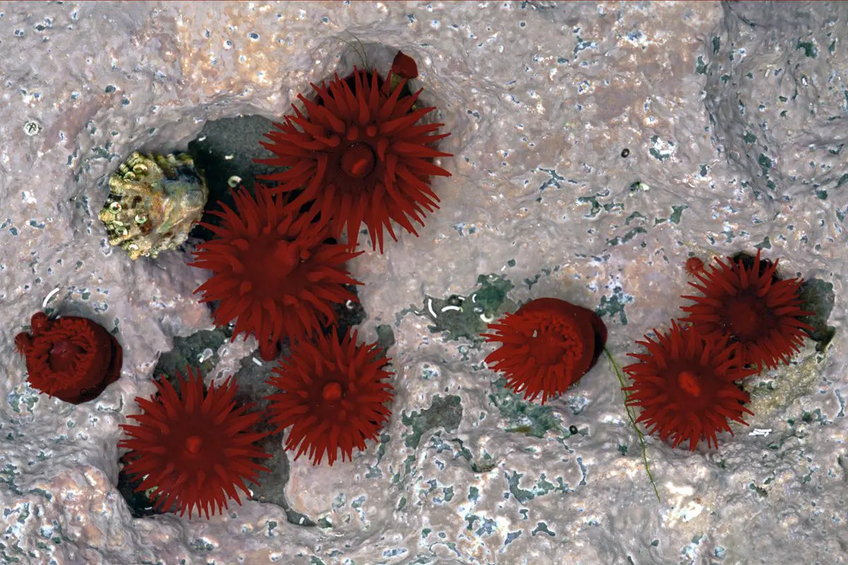 Tidal Bloom