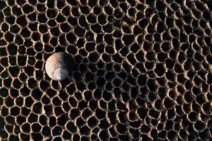 Honeycomb Reef