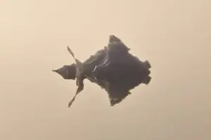 Delicate Point
