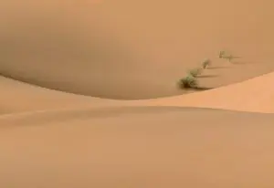 Desert Life