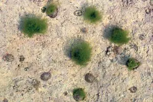 Bearded Limpets