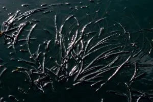 Ocean Optics