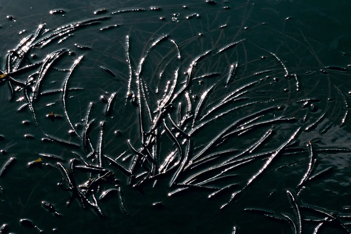 Ocean Optics