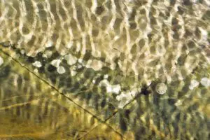 Shimmering Shallows