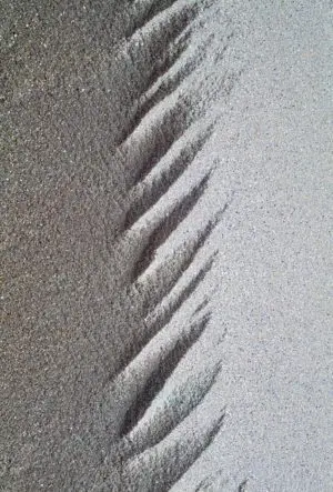 Feathered Sand