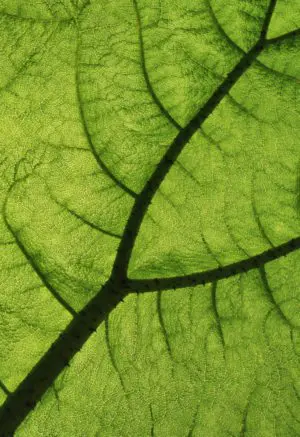 Fractal Stem