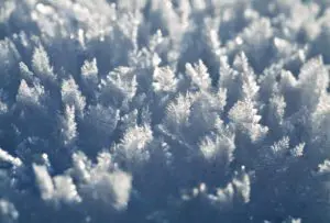 Frost Forest
