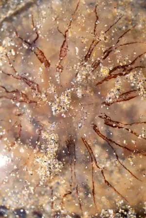 Jelly Sand