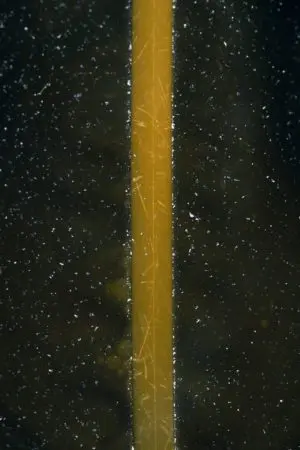 Cosmic Seaweed