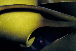 Floating Curves