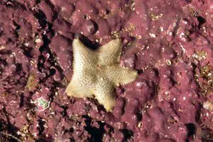 Cushion Star