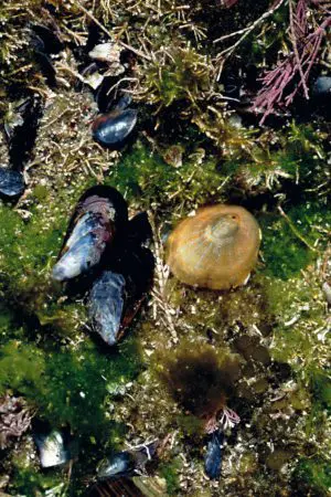 Blue Rayed Limpet
