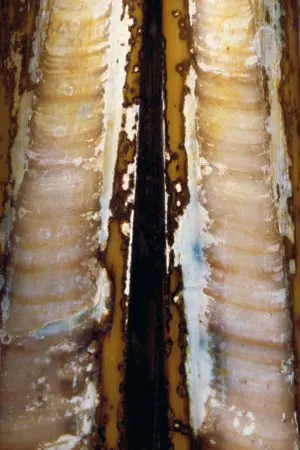 Sea Rings