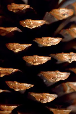 Pine Cone