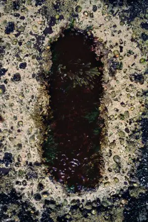 Seaweed Bath