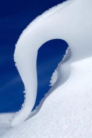 Snow Swan