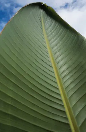 Tower Leaf