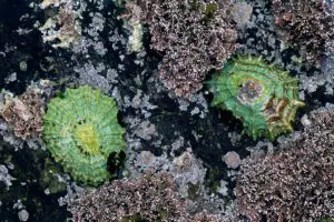 Psychedelic Limpets