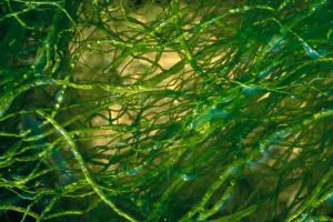 Strands of Life