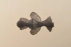 Winged