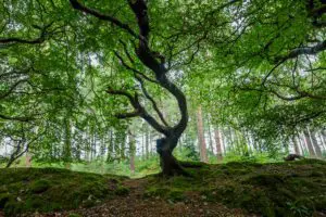 Crone Forest