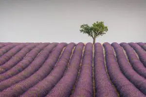 Harmony