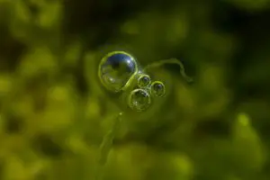 Tombolo