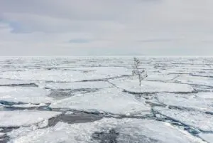 Single Small Tree