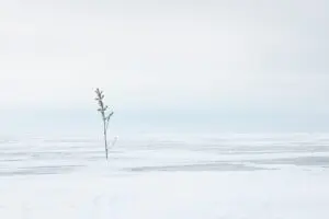 Arabesque