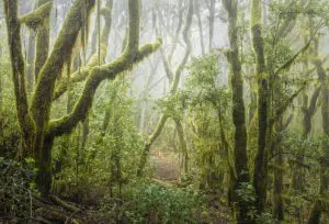Enchanted Forest
